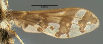 Media type: image;   Entomology 12687 Aspect: wing
